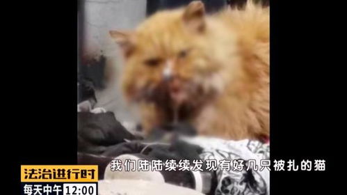 钉枪射杀流浪猫,两男子残忍行为引发的社会反思与法律责任 钉枪射杀流浪猫,两男子残忍行为引发的社会反思与法律责任